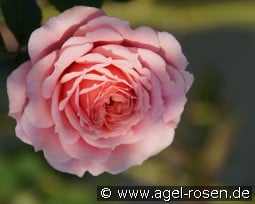 William Christie kaufen, click for more details William Christie