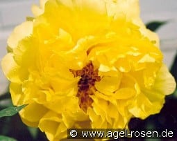 Alhambra kaufen, click for more details Alhambra