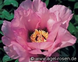 Anna Marie kaufen, click for more details Anna Marie