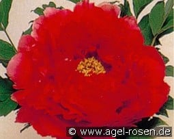 Asahi Minato 4 jhr. kaufen, click for more details Asahi Minato 4 jhr.