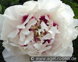 Gui Fu Ren kaufen, click for more details Gui Fu Ren