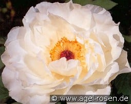 Hakugan 2 jhr. kaufen, click for more details Hakugan 2 jhr.