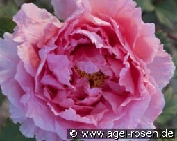 Hana Kisoi 4 jhr. kaufen, click for more details Hana Kisoi 4 jhr.