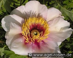 Helene Martin kaufen, click for more details Helene Martin