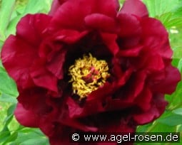 Hephestos kaufen, click for more details Hephestos