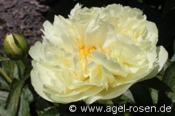 Seidl's Super kaufen, click for more details Seidl's Super