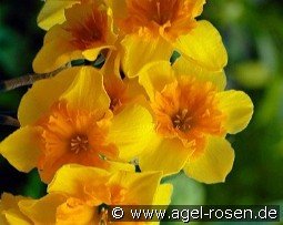 Slice of Life kaufen, click for more details Slice of Life