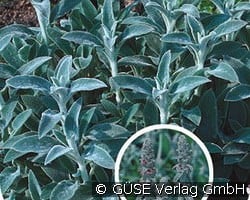 Woll-Ziest kaufen, click for more details Woll-Ziest