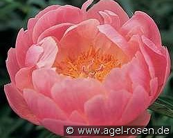 Abalone Pearl kaufen, clicken für mehr Details Abalone Pearl