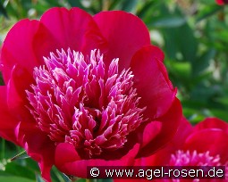 Ada Niva kaufen, clicken für mehr Details Ada Niva