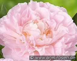 Albert Crousse kaufen, clicken für mehr Details Albert Crousse