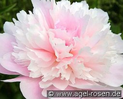 Alertie kaufen, clicken für mehr Details Alertie