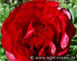 Alexander Woollcott kaufen, clicken für mehr Details Alexander Woollcott