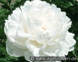 Amalia Olson kaufen, clicken für mehr Details Amalia Olson