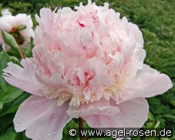 Angel Cheeks kaufen, clicken für mehr Details Angel Cheeks