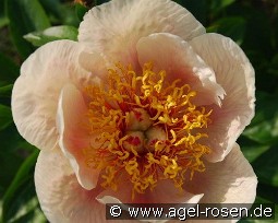 Apricot Queen kaufen, clicken für mehr Details Apricot Queen