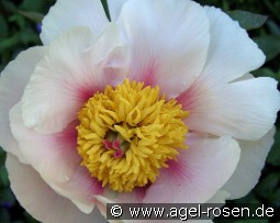 Athena kaufen, clicken für mehr Details Athena