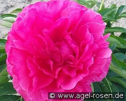 Bess Bockstoce kaufen, clicken für mehr Details Bess Bockstoce