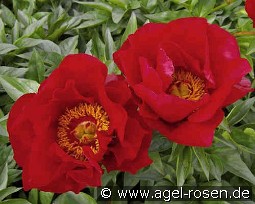 Blaze kaufen, clicken für mehr Details Blaze