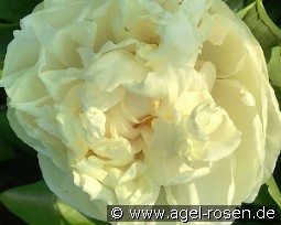 Blonde Vision kaufen, clicken für mehr Details Blonde Vision