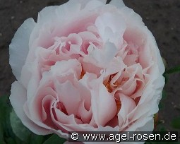 Blushing Princess kaufen, clicken für mehr Details Blushing Princess