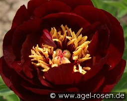 Bolero kaufen, clicken für mehr Details Bolero