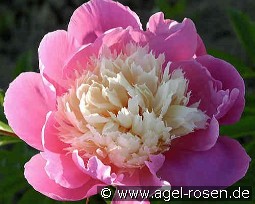 Bowl of Beauty kaufen, clicken für mehr Details Bowl of Beauty