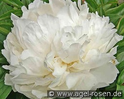 Bowl of Cream kaufen, clicken für mehr Details Bowl of Cream