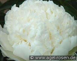 Bridal Icing kaufen, clicken für mehr Details Bridal Icing