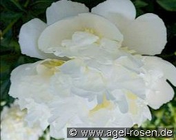 Bridal Shower kaufen, clicken für mehr Details Bridal Shower