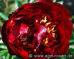 Buckeye Belle kaufen, clicken für mehr Details Buckeye Belle