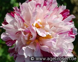 Candy Stripe kaufen, clicken für mehr Details Candy Stripe