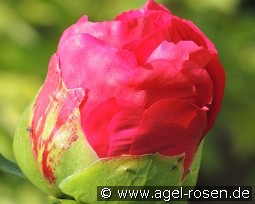 Carina kaufen, clicken für mehr Details Carina