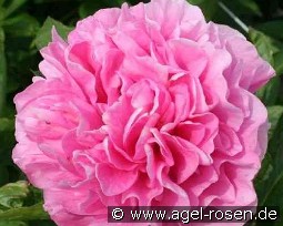 Carnation Bouquet kaufen, clicken für mehr Details Carnation Bouquet