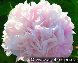 Catharina Fontijn kaufen, clicken für mehr Details Catharina Fontijn