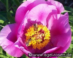 Chamaeleon kaufen, clicken für mehr Details Chamaeleon