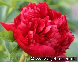 Christmas Velvet kaufen, clicken für mehr Details Christmas Velvet