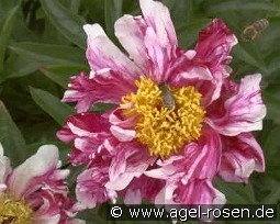 Circus Circus kaufen, clicken für mehr Details Circus Circus