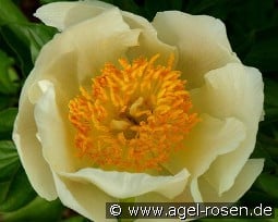 Claire de Lune kaufen, clicken für mehr Details Claire de Lune