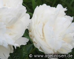 Class Act kaufen, clicken für mehr Details Class Act