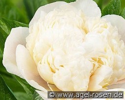 Colonel Owen Cousins kaufen, clicken für mehr Details Colonel Owen Cousins