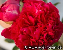 Command Performance kaufen, clicken für mehr Details Command Performance