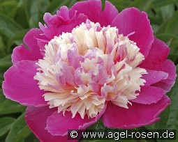 Cora Stubbs kaufen, clicken für mehr Details Cora Stubbs