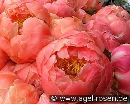 Coral Charm kaufen, clicken für mehr Details Coral Charm