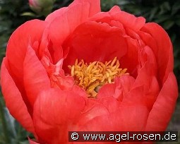 Coral Magic kaufen, clicken für mehr Details Coral Magic