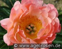 Coral Sunset kaufen, clicken für mehr Details Coral Sunset