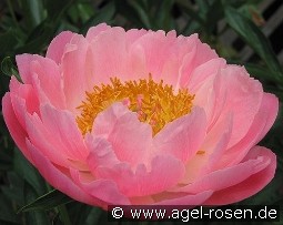 Coral Supreme kaufen, clicken für mehr Details Coral Supreme