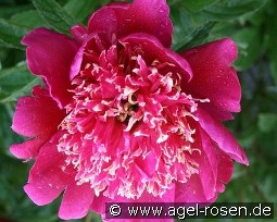 Cuckoos Nest kaufen, clicken für mehr Details Cuckoos Nest