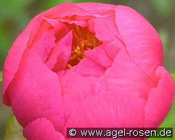 Cytherea kaufen, clicken für mehr Details Cytherea