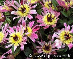 Daisy Coronet kaufen, clicken für mehr Details Daisy Coronet